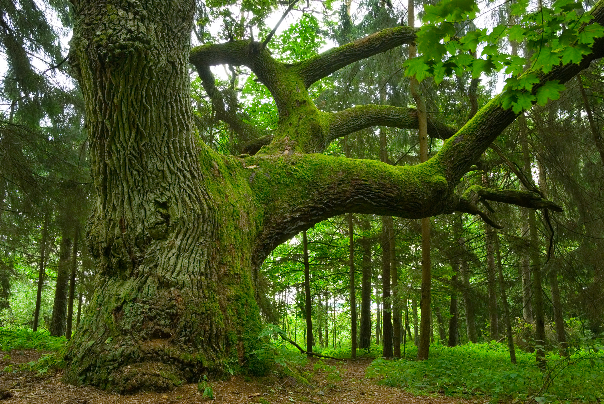 Mighty oak
