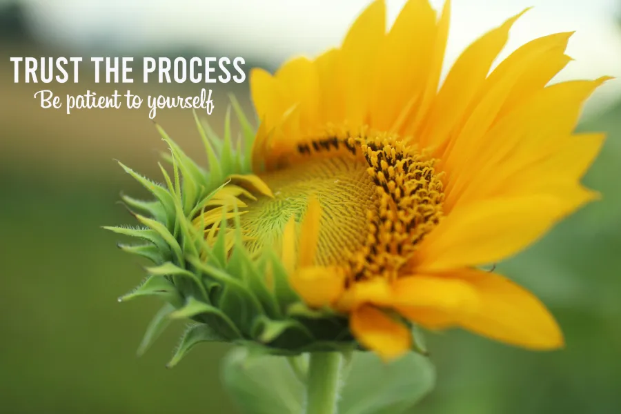 Sun Flower